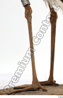 Black stork leg 0025.jpg
